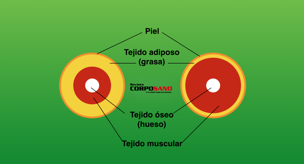 grasa y músculo