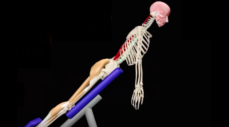 Anatomía de la espina dorsal, análisis de ejercicios (video con animación)