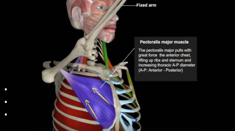 Anatomía de la inspiración voluntaria (video con animación)