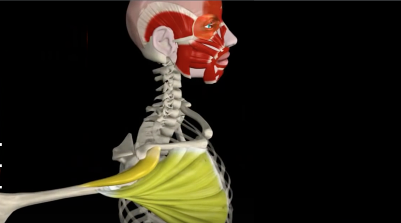 Estiramiento del pectoral mayor (video con animación)