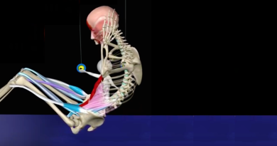 Anatomía y análisis de las abdominales (video con animación)