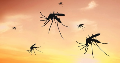 Lo que debes saber del virus Zika