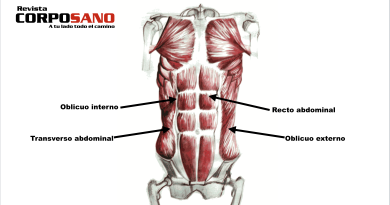 Tipos de músculos abdominales y cómo ejercitarlos