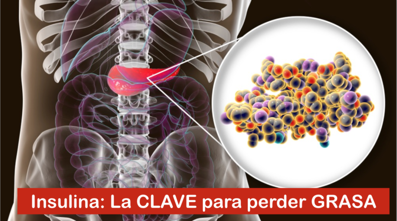 Insulina: La CLAVE para perder GRASA